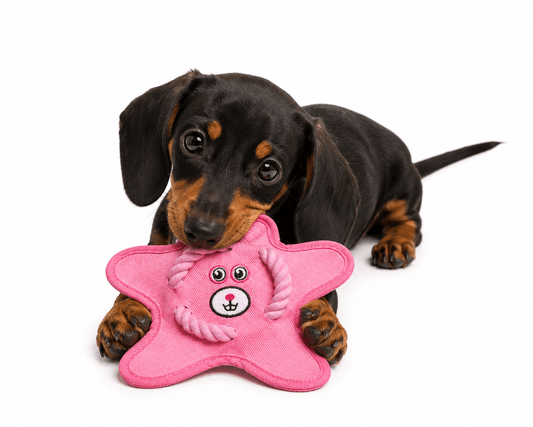 Starfish Shake & Squeak