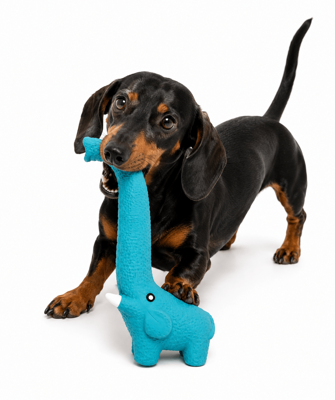 CHEWY ELEPHANT