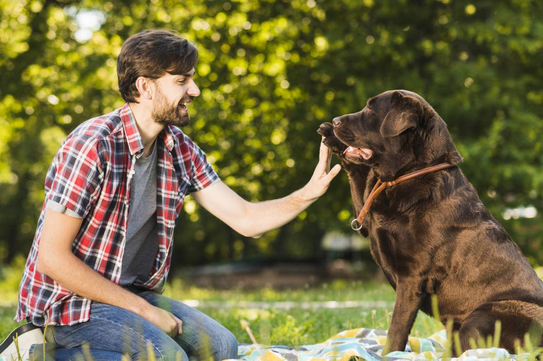 Building a Stronger Bond With Your Dog Through Play