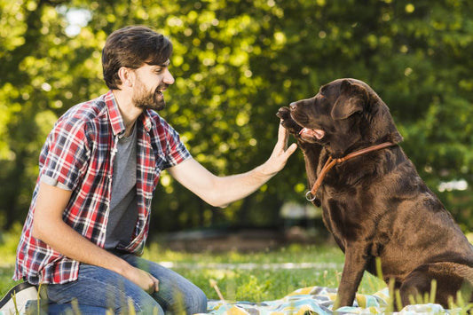 Building a Stronger Bond With Your Dog Through Play