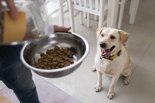 How Interactive Feeders Make Mealtime More Exciting