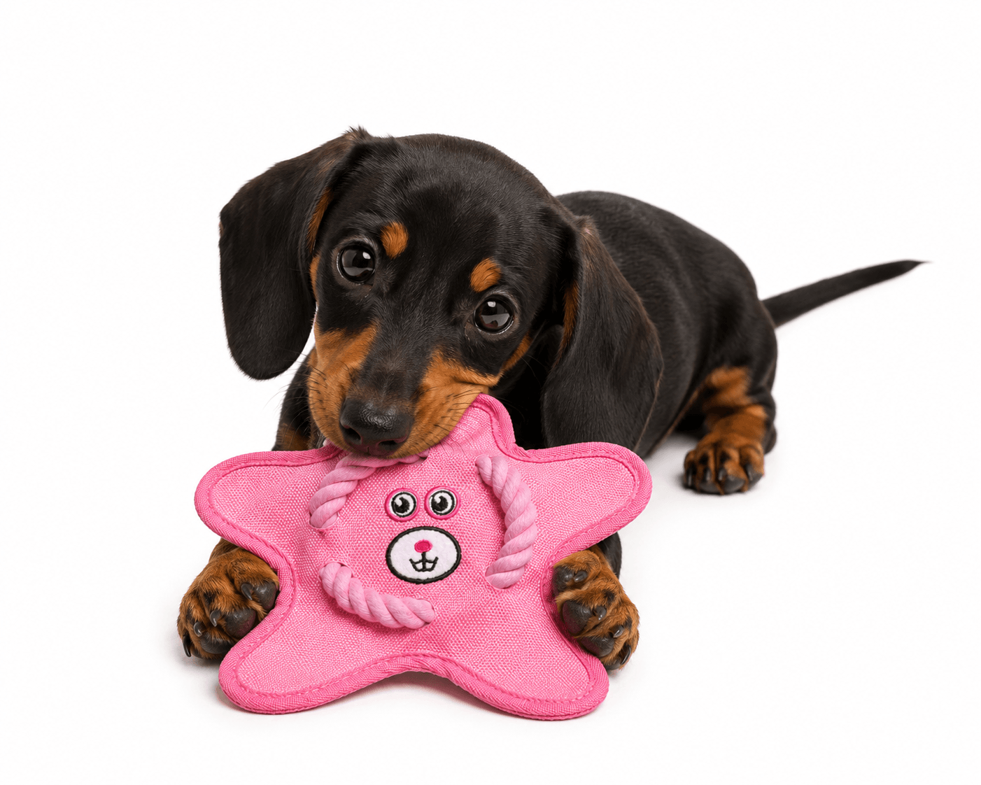 Starfish Shake & Squeak