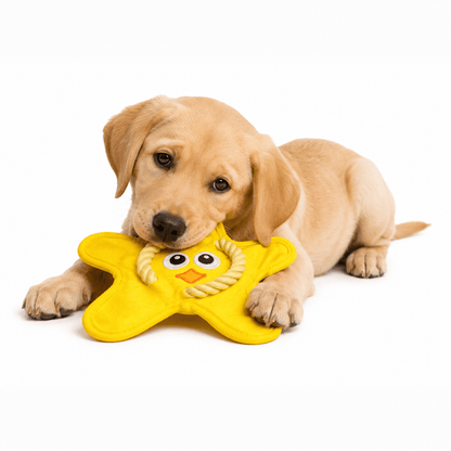 Starfish Shake & Squeak
