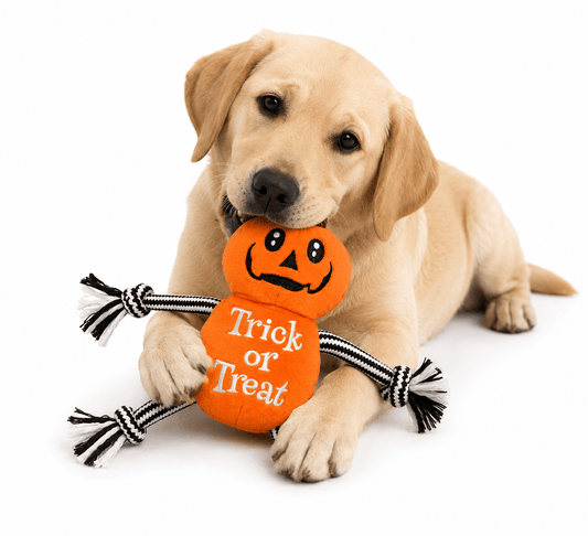 PUMPKIN JACK