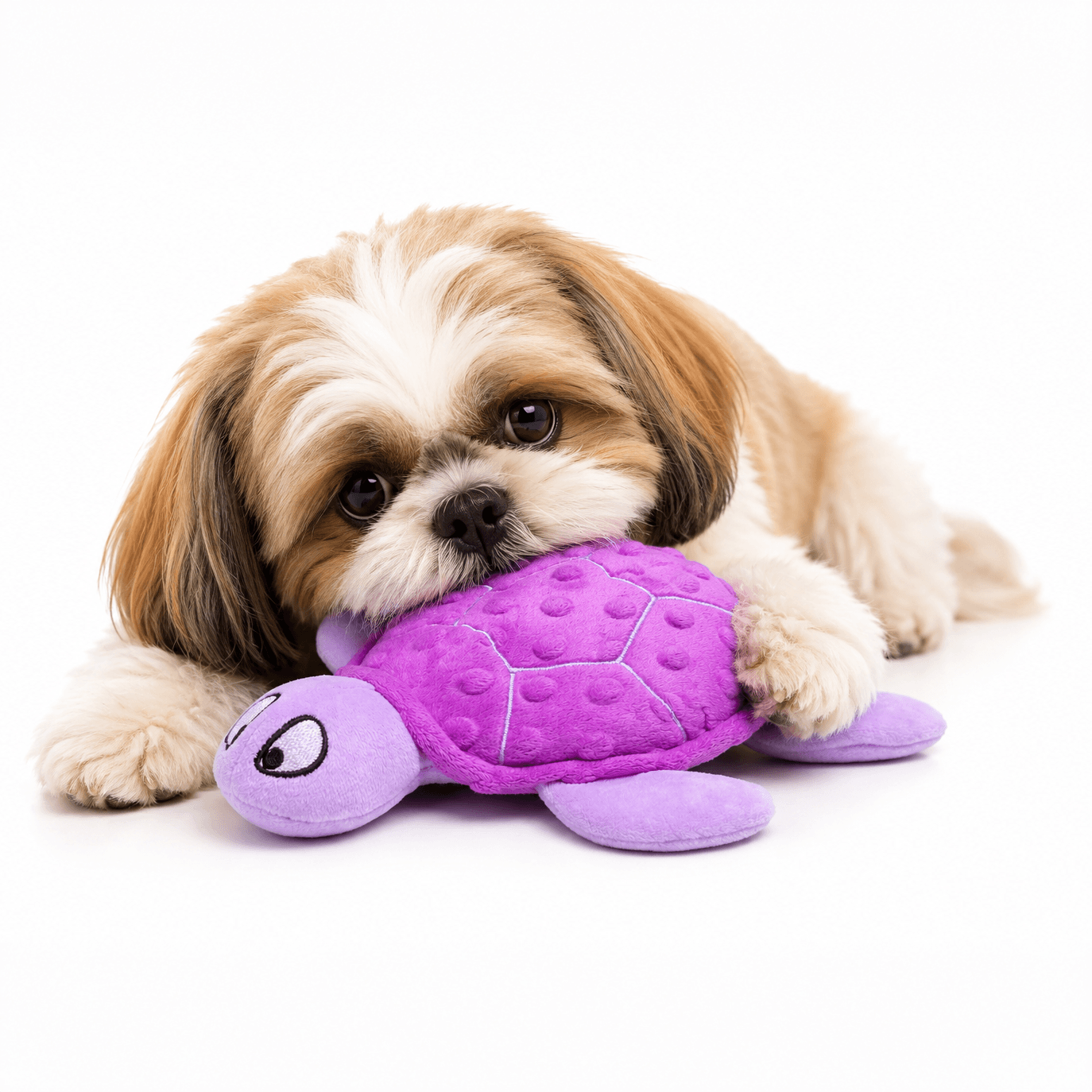 Shelby turtle