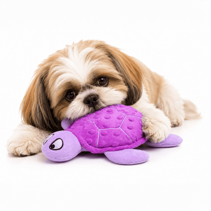 Shelby turtle