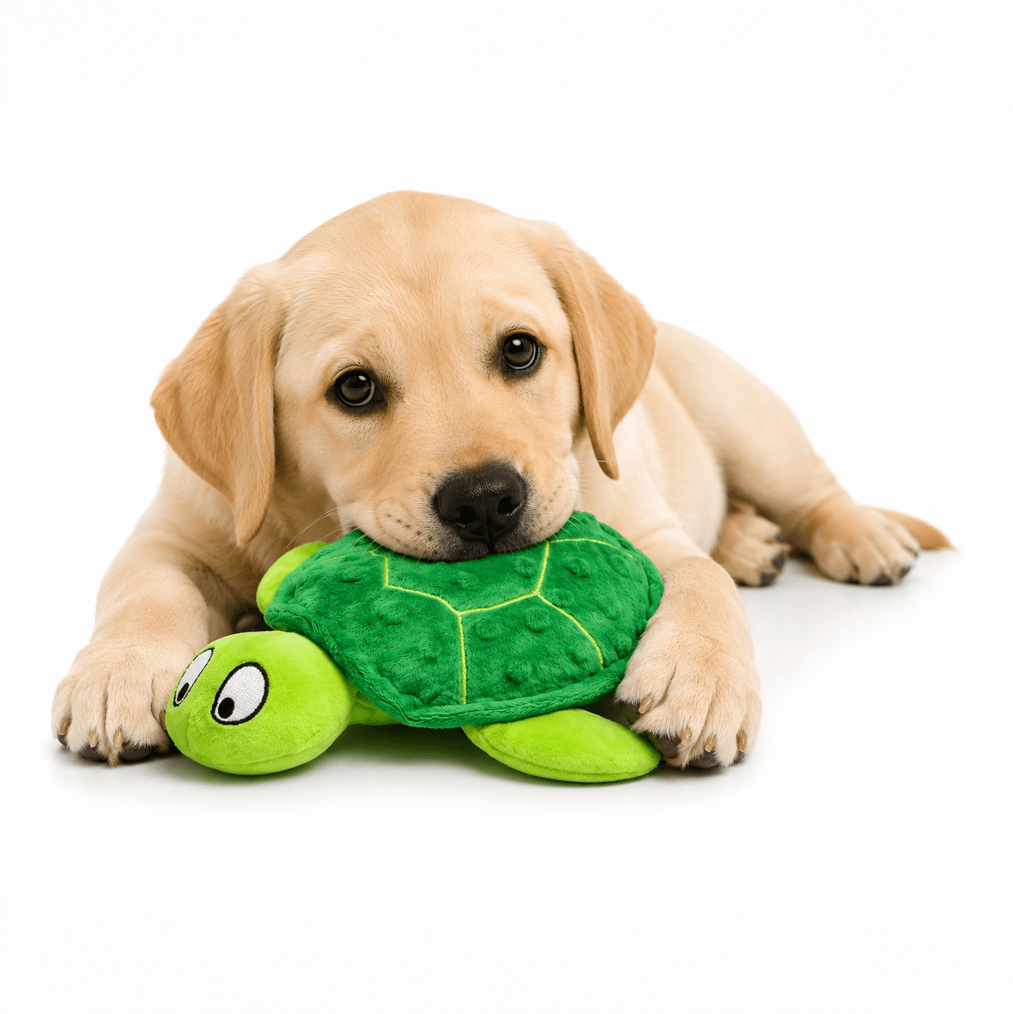 Shelby turtle
