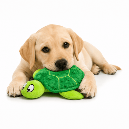 Shelby turtle